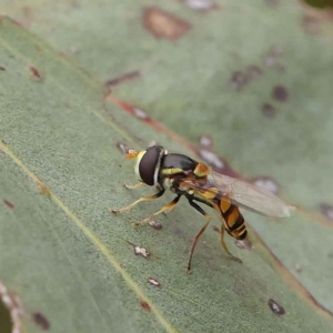 Simosyrphus grandicornis at O'Connor, ACT - 27 Jan 2023 10:20 AM