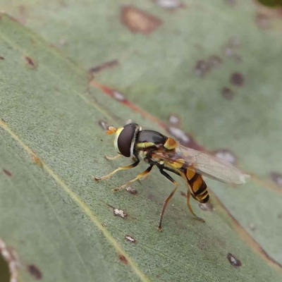 Simosyrphus grandicornis (Common hover fly) at O'Connor, ACT - 26 Jan 2023 by ConBoekel