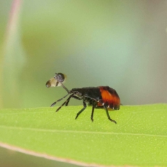 Oechalia schellenbergii (Spined Predatory Shield Bug) at Dryandra St Woodland - 26 Jan 2023 by ConBoekel