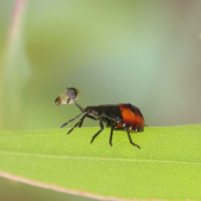 Oechalia schellenbergii (Spined Predatory Shield Bug) at Dryandra St Woodland - 26 Jan 2023 by ConBoekel