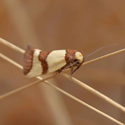 Chrysonoma fascialis (A concealer moth) at Dryandra St Woodland - 26 Jan 2023 by ConBoekel