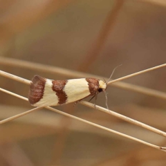 Chrysonoma fascialis at O'Connor, ACT - 27 Jan 2023