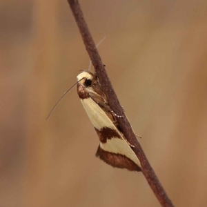 Chrysonoma fascialis at O'Connor, ACT - 27 Jan 2023