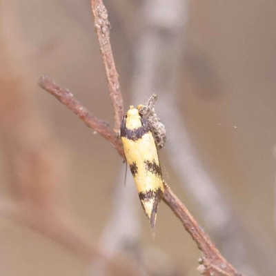 Olbonoma triptycha (Chezela Group) at Dryandra St Woodland - 26 Jan 2023 by ConBoekel