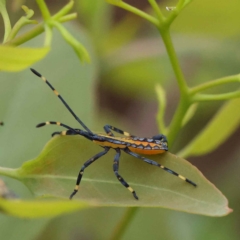 Amorbus alternatus (Eucalyptus Tip Bug) at O'Connor, ACT - 27 Jan 2023 by ConBoekel