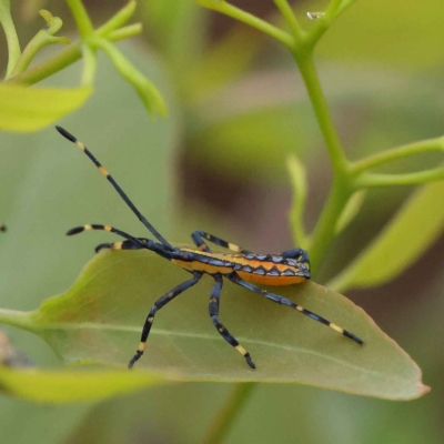 Amorbus alternatus (Eucalyptus Tip Bug) at Dryandra St Woodland - 26 Jan 2023 by ConBoekel