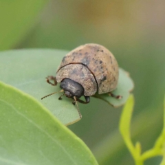 Trachymela sp. (genus) (Brown button beetle) at Dryandra St Woodland - 26 Jan 2023 by ConBoekel