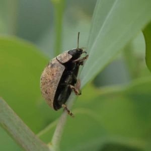 Trachymela sp. (genus) at O'Connor, ACT - 27 Jan 2023