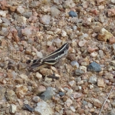 Macrotona australis (Common Macrotona Grasshopper) at Sth Tablelands Ecosystem Park - 12 Mar 2023 by AndyRussell