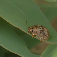 Paropsisterna laesa (Laesa leaf beetle) at Dryandra St Woodland - 26 Jan 2023 by ConBoekel