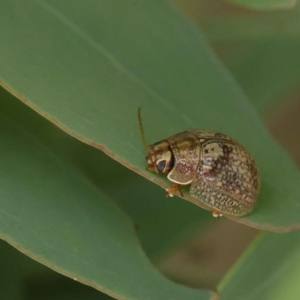 Paropsisterna laesa species complex at O'Connor, ACT - 27 Jan 2023