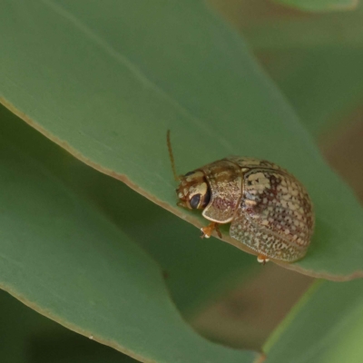 Paropsisterna laesa (Laesa leaf beetle) at O'Connor, ACT - 26 Jan 2023 by ConBoekel