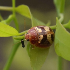 Paropsisterna sp. ("Ch11" of DeLittle 1979) (A leaf beetle) at Dryandra St Woodland - 26 Jan 2023 by ConBoekel