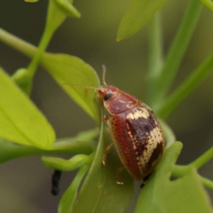 Paropsisterna sp. ("Ch11" of DeLittle 1979) at O'Connor, ACT - 27 Jan 2023