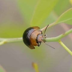 Paropsisterna cloelia (Eucalyptus variegated beetle) at Dryandra St Woodland - 26 Jan 2023 by ConBoekel