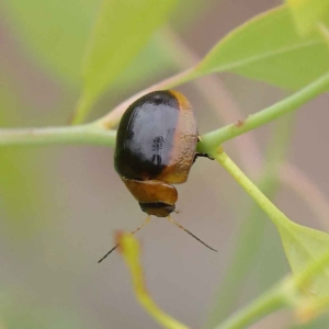 Paropsisterna cloelia at O'Connor, ACT - 27 Jan 2023 09:42 AM