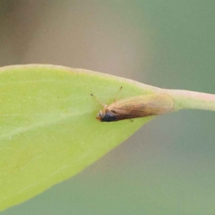 Unidentified Leafhopper & planthopper (Hemiptera, several families) at O'Connor, ACT - 26 Jan 2023 by ConBoekel
