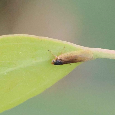 Unidentified Leafhopper or planthopper (Hemiptera, several families) at O'Connor, ACT - 26 Jan 2023 by ConBoekel
