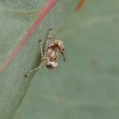 Cicadellidae (family) (Unidentified leafhopper) at Dryandra St Woodland - 26 Jan 2023 by ConBoekel