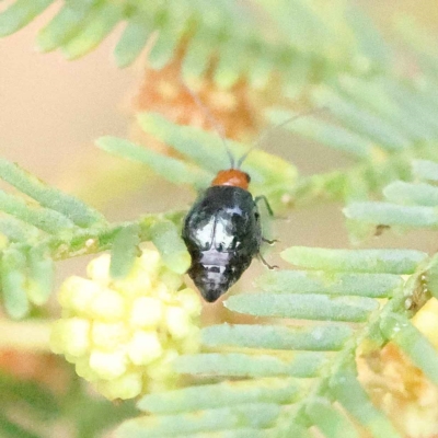 Adoxia benallae (Leaf beetle) at Dryandra St Woodland - 26 Jan 2023 by ConBoekel