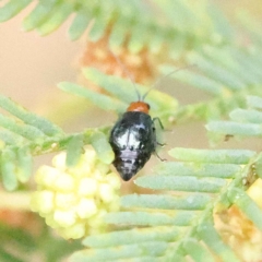 Adoxia benallae (Leaf beetle) at Dryandra St Woodland - 26 Jan 2023 by ConBoekel