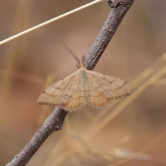 Scopula rubraria (Reddish Wave, Plantain Moth) at O'Connor, ACT - 26 Jan 2023 by ConBoekel