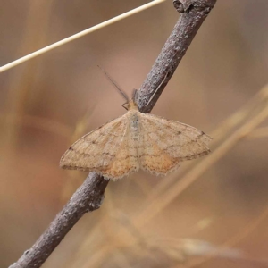 Scopula rubraria at O'Connor, ACT - 27 Jan 2023