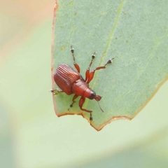 Euops sp. (genus) (A leaf-rolling weevil) at O'Connor, ACT - 26 Jan 2023 by ConBoekel