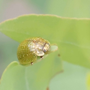 Paropsisterna cloelia at O'Connor, ACT - 27 Jan 2023