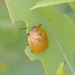 Paropsisterna cloelia (Eucalyptus variegated beetle) at O'Connor, ACT - 27 Jan 2023 by ConBoekel