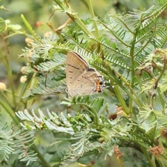 Jalmenus ictinus (Stencilled Hairstreak) at Dryandra St Woodland - 26 Jan 2023 by ConBoekel