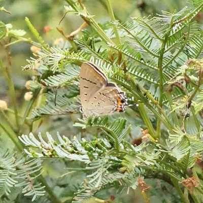 Jalmenus ictinus (Stencilled Hairstreak) at Dryandra St Woodland - 26 Jan 2023 by ConBoekel