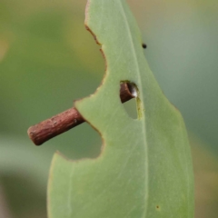 Hemibela (genus) (A Concealer moth) at O'Connor, ACT - 26 Jan 2023 by ConBoekel