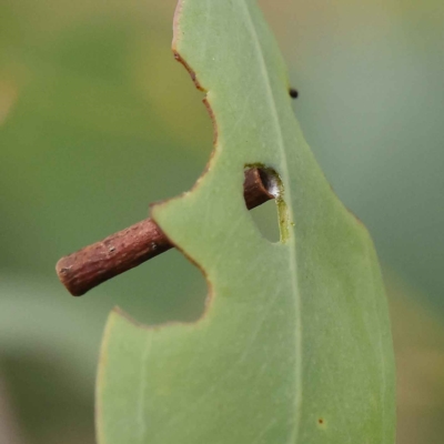 Hemibela (genus) (A Concealer moth) at Dryandra St Woodland - 26 Jan 2023 by ConBoekel
