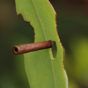 Hemibela (genus) at O'Connor, ACT - 27 Jan 2023