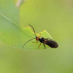 Braconidae sp. (family) (Unidentified braconid wasp) at O'Connor, ACT - 26 Jan 2023 by ConBoekel