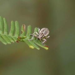 Titinia tenuis (Titinia weevil) at O'Connor, ACT - 26 Jan 2023 by ConBoekel