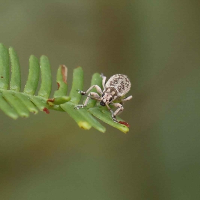 Titinia tenuis (Titinia weevil) at O'Connor, ACT - 27 Jan 2023 by ConBoekel