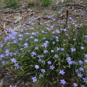 Wahlenbergia capillaris at Molonglo Valley, ACT - 12 Mar 2023