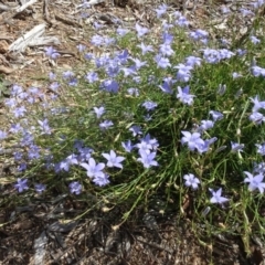 Wahlenbergia capillaris at Molonglo Valley, ACT - 12 Mar 2023 01:56 PM