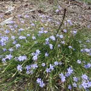 Wahlenbergia capillaris at Molonglo Valley, ACT - 12 Mar 2023 01:56 PM