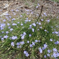 Wahlenbergia capillaris at Molonglo Valley, ACT - 12 Mar 2023