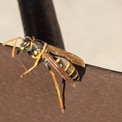 Polistes (Polistes) chinensis (Asian paper wasp) at Queanbeyan, NSW - 15 Mar 2023 by trevorpreston