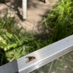 Lamprogaster sp. (genus) (A signal fly) at Paddys River, ACT - 26 Feb 2023 by GG