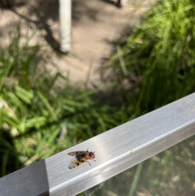 Lamprogaster sp. (genus) (A signal fly) at Tidbinbilla Nature Reserve - 25 Feb 2023 by GG