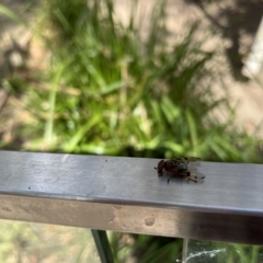 Lamprogaster sp. (genus) at Paddys River, ACT - 26 Feb 2023