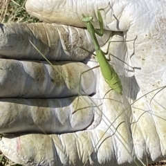 Pseudomantis albofimbriata (False garden mantis) at Campbell, ACT - 11 Mar 2023 by macolless