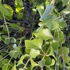 Vinca major (Blue Periwinkle) at Hackett, ACT - 14 Mar 2023 by cmobbs