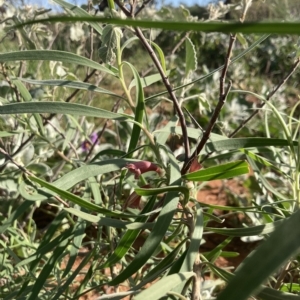 Eremophila longifolia at Indee, WA - 14 Jul 2022