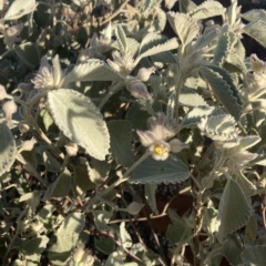 Corchorus incanus at Indee, WA - 13 Jul 2022 by MattM